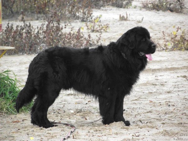 Фотография № 99802