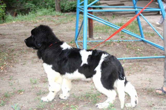 Фото: ньюфаундленд CHernyiy SHarm Vankuver (Черный Шарм Ванкувер)