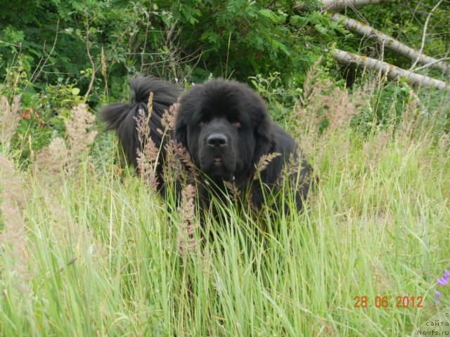 Фото: ньюфаундленд Plushevaya Panda Universalnyj Mischka (Плюшевая Панда Универсальный Мишка)