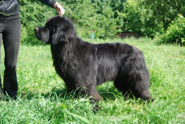 Фото: ньюфаундленд Antey Grand Pobeditel' (Антей Гранд Победитель)