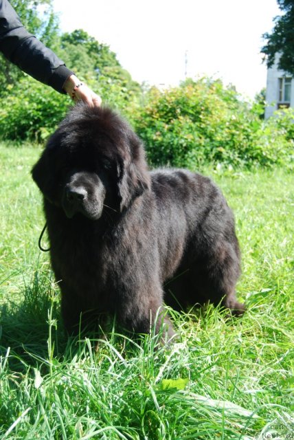 Фото: ньюфаундленд Antey Grand Pobeditel' (Антей Гранд Победитель)