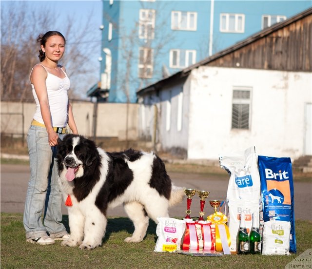 Фото: ньюфаундленд Fluffy Avalanch Surpassing All Expektations (Флюфи Аваланч Сурпассинг Алл Експестатионс)
