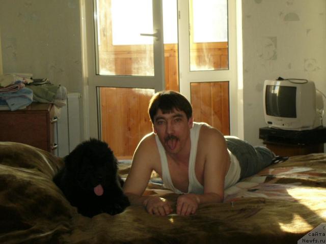 Фото: ньюфаундленд Moroz-Voevoda ot Sibirskogo Medvedya (Мороз-Воевода от Сибирского Медведя)