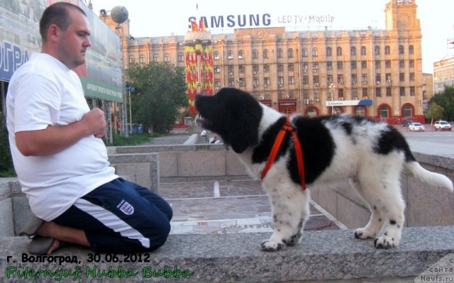 Фото: ньюфаундленд Pitern'yuf Hubba-Bubba (Питерньюф Хубба-Бубба), Vladimir Slepchenko (Владимир Слепченко)