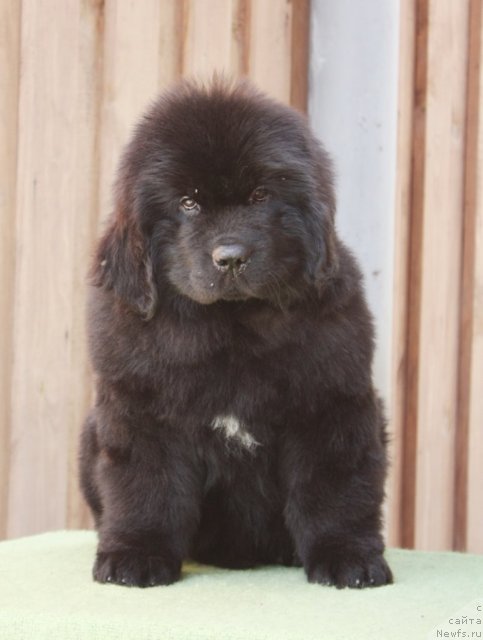 Фото: ньюфаундленд Akvatoriya Kelvin Filosof (Акватория Келвин Философ)