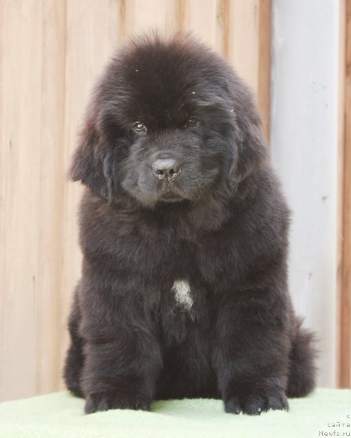 Фото: ньюфаундленд Akvatoriya Kelvin Filosof (Акватория Келвин Философ)