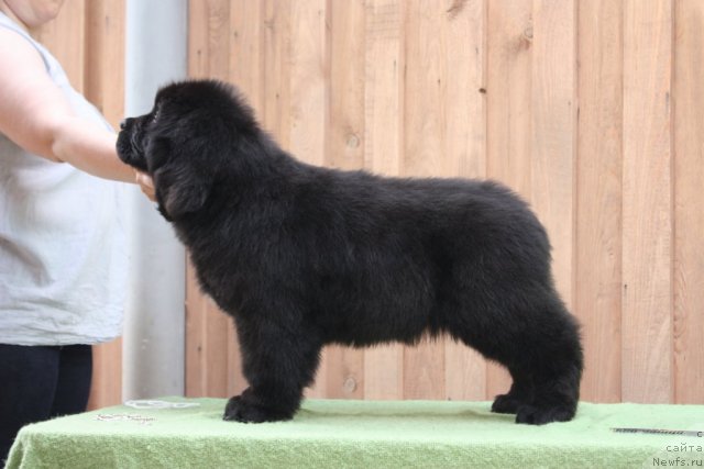 Фото: ньюфаундленд Akvatoriya Kelvin Filosof (Акватория Келвин Философ)