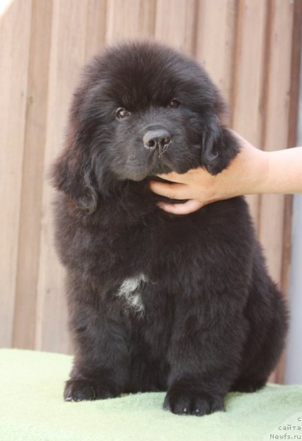 Фото: ньюфаундленд Akvatoriya Kelvin Filosof (Акватория Келвин Философ)