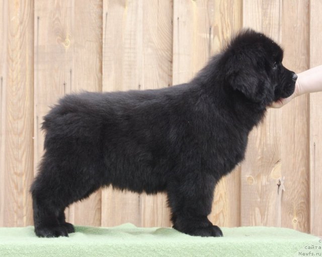 Фото: ньюфаундленд Akvatoriya Kelvin Filosof (Акватория Келвин Философ)