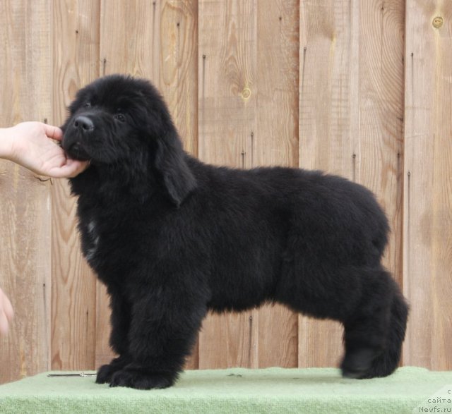 Фото: ньюфаундленд Aquatoriya Kelvin From Siberia at Cayuga (Акватория Келвин Фром Сибириа эт Каюга)