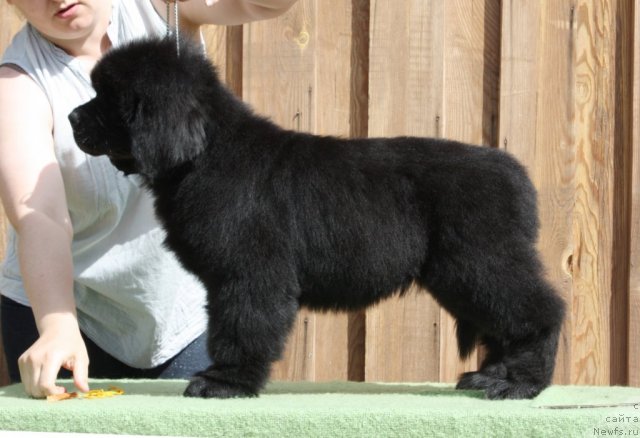 Фото: ньюфаундленд Aquatoriya Kelvin From Siberia at Cayuga (Акватория Келвин Фром Сибириа эт Каюга)