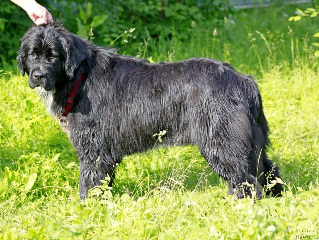 Фотография № 99857