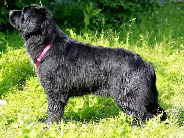 Фото: ньюфаундленд Piternyuf Enigma (Питерньюф Енигма)