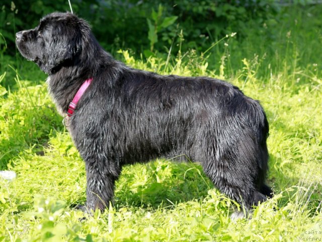 Фото: ньюфаундленд Piternyuf Enigma (Питерньюф Енигма)