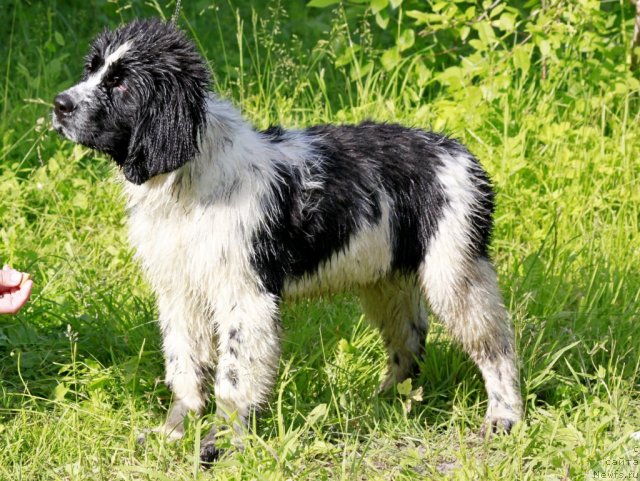 Фото: ньюфаундленд Piternyuf Honey-Money (Питерньюф Хонеу-Монеу)