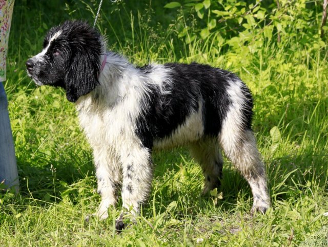 Фото: ньюфаундленд Piternyuf Honey-Money (Питерньюф Хонеу-Монеу)