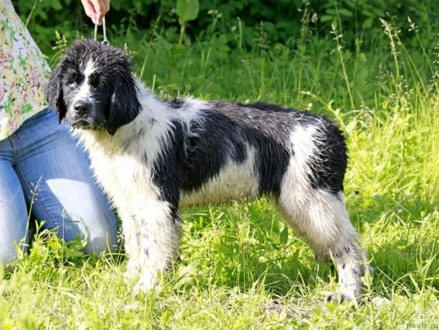 Фото: ньюфаундленд Piternyuf Honey-Money (Питерньюф Хонеу-Монеу)