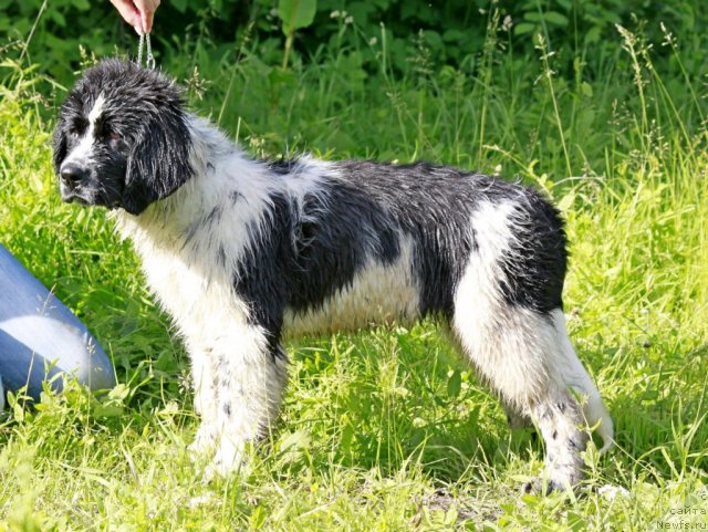 Фото: ньюфаундленд Piternyuf Honey-Money (Питерньюф Хонеу-Монеу)