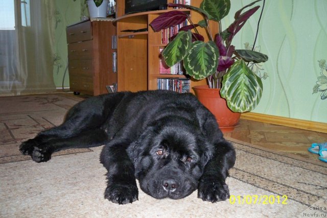 Фото: ньюфаундленд Smigar Volna Uspeha (Смигар Волна Успеха)