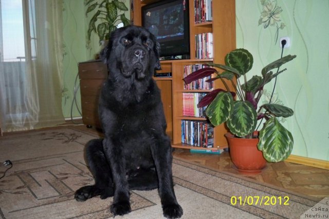 Фото: ньюфаундленд Smigar Volna Uspeha (Смигар Волна Успеха)