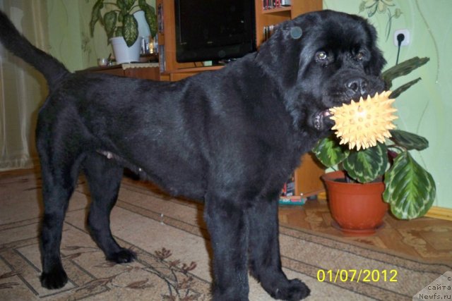 Фото: ньюфаундленд Smigar Volna Uspeha (Смигар Волна Успеха)