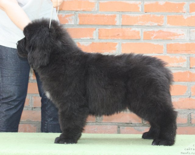 Фото: ньюфаундленд Aquatoriya Kelvin Flash Royal (Акватория Келвин Флэш Ройал)