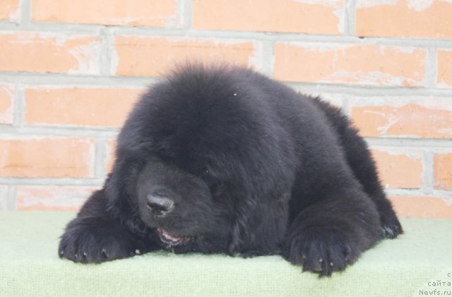 Фото: ньюфаундленд Aquatoriya Kelvin Flash Royal (Акватория Келвин Флэш Ройал)