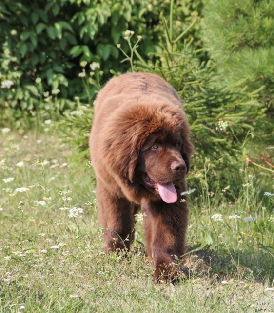 Фото: ньюфаундленд N'yufort Rover Braun (Ньюфорт Ровер Браун)