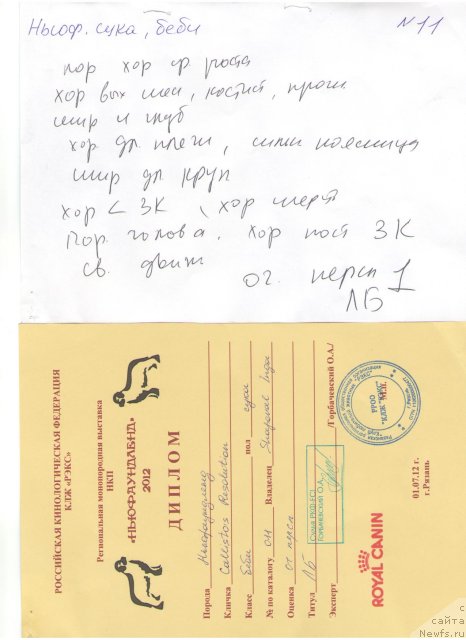 Фото: ньюфаундленд Callistos Resolution