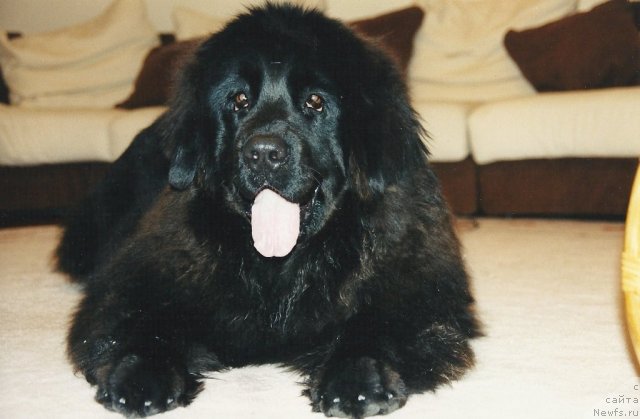 Фото: ньюфаундленд Daniyella Grand Byebi of  ze Blek Graf (Даниэлла Гранд Бэби оф  зе Блек Граф)