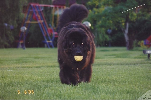 Фото: ньюфаундленд Daniyella Grand Byebi of  ze Blek Graf (Даниэлла Гранд Бэби оф  зе Блек Граф)
