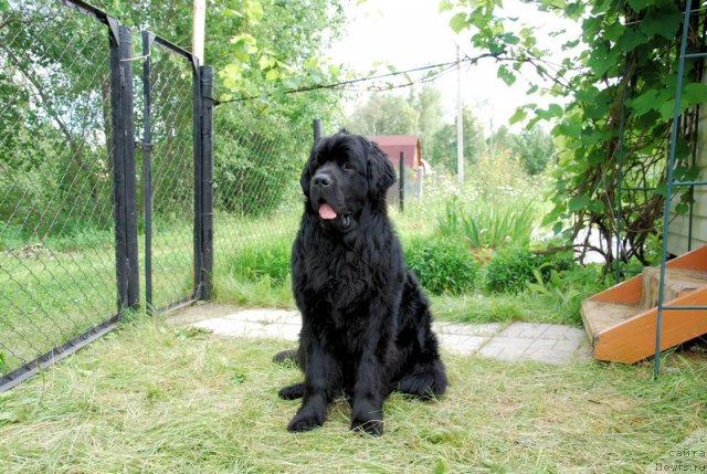 Фото: ньюфаундленд Vom Waterfall Land Ay Petri (Вом Ватерфалл Лэнд Ай Петри)