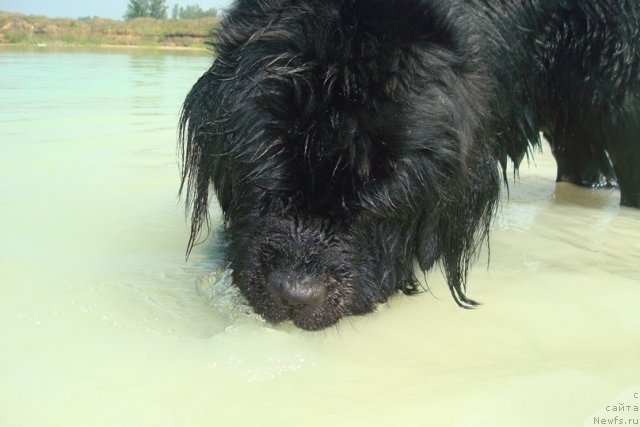 Фото: ньюфаундленд Mag Ispolin Loyengrin (Маг Исполин Лоэнгрин)