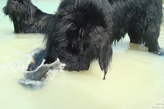 Фото: ньюфаундленд Mag Ispolin Loyengrin (Маг Исполин Лоэнгрин)