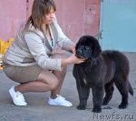 Превью фото № 100046