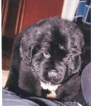 Превью фото № 10062