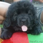 Превью фото № 100824