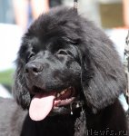 Превью фото № 100839