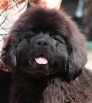 Превью фото № 100854