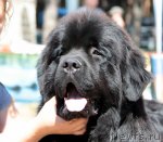 Превью фото № 100871