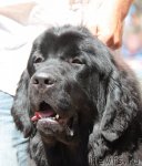 Превью фото № 100968