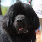 Превью фото № 100984