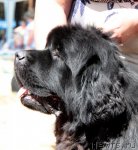 Превью фото № 100986