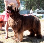 Превью фото № 101013