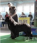 Превью фото № 101063