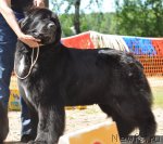 Превью фото № 101089