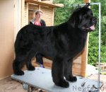 Превью фото № 101161