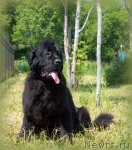 Превью фото № 101231