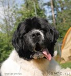 Превью фото № 101263