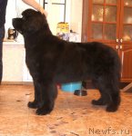 Превью фото № 101305